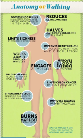 anatomy of walking chart